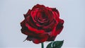 Fully blossomed open red rose with pure white background Royalty Free Stock Photo