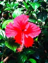 Fully blossomed red Indian Hibiscus flower radiating energy