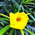 Fully blossomed and sparkling yellow Kaner flower surrounded by lush green sharp leaves