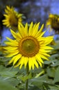 Fully blossomed Sunflower