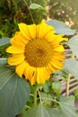 Fully blossomed sunflower in the garden