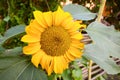 Fully blossomed sunflower in the garden