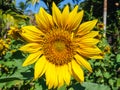 Fully blossomed sunflower