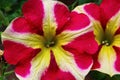 Fully blossoming three coloured decorative flower ot Striped Petunia family, with red petals and yellow to white star stripes Royalty Free Stock Photo
