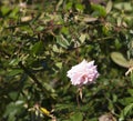 Fully blown Mademoiselle Cecile Brunner pale pink polyantha Sweetheart Rose. Royalty Free Stock Photo