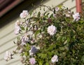 Fully blown spray of Mademoiselle Cecile Brunner pale pink polyantha Sweetheart Rose. Royalty Free Stock Photo