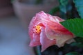 Fully closed variegated Hibiscus bloom in early morning natural light