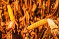 Fully developed ear of corn on the cob