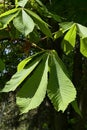Fully developed green spring palmately compound leaves of Horse Chestnut tree, latin name Aesculus hippocastanum