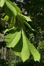 Fully developed green spring palmately compound leaves of Horse Chestnut tree, latin name Aesculus hippocastanum Royalty Free Stock Photo