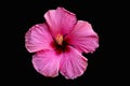 Fully developed hibiscus flower isolated on black background