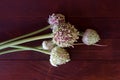 Fully developed leek seed head