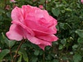 Fully developed pink rose cultivar Queen Of Elisabeth