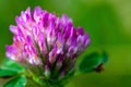 Fully developed red clover flower