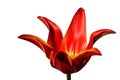 Fully developed tulip flower of Alladin hybrid with bright red petals and yellow center Royalty Free Stock Photo