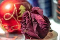 A fully dried Bud of a red rose Royalty Free Stock Photo
