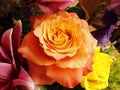 Fully expressing (blooming) peach rose Royalty Free Stock Photo