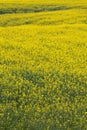 Fully flowered field, yellow flowers. Full spring natural background