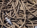 full frame image of old brown coiled marine or fishing rope Royalty Free Stock Photo