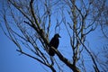 raven in a bold tree