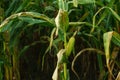 Fully grown corn ready to be harvested Royalty Free Stock Photo