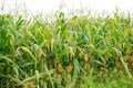 Fully grown corn ready to be harvested Royalty Free Stock Photo
