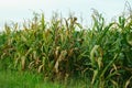Fully grown corn ready to be harvested Royalty Free Stock Photo