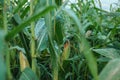 Fully grown corn ready to be harvested Royalty Free Stock Photo