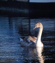 Mute Swan cygnet. Royalty Free Stock Photo