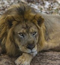 Closeup : Male Lion - resting amid treeshade / foliage Royalty Free Stock Photo