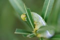 Fully grown oleander hawk moth caterpillar Royalty Free Stock Photo