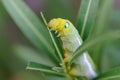 Fully grown oleander hawk moth caterpillar Royalty Free Stock Photo