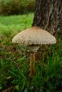 A fully grown parasol mushroom under a tree.