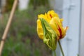 Tulip Flame Ball with Green Flower Bud Royalty Free Stock Photo