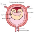 Fully labeled diagram of fetus developing in the uterus Royalty Free Stock Photo
