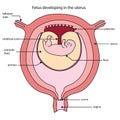 Fully labeled diagram of fetus developing in the uterus