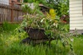 A fully loaded wheelbarrow of garden prunings