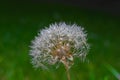 Dandelion puffball of mature seeds