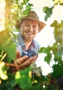 They are fully matured. a farmer harvesting grapes.