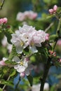 Fully open apple blossom flowers, sunny spring day Royalty Free Stock Photo