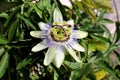 Fully open blooming beautiful unusual Passion fruit or Passiflora edulis flower surrounded with dark green thick leaves growing in