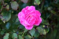 Fully open blooming dark pink rose with layered petals surrounded with dark green leaves planted in local urban garden Royalty Free Stock Photo