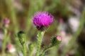 Fully open blooming flower of Greater burdock or Arctium lappa biennial plant next to two flower buds starting to open Royalty Free Stock Photo