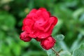 Fully open blooming layered bright red garden rose surrounded with closed rose buds covered with raindrops in local urban garden Royalty Free Stock Photo