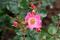 Fully open blooming pink wild rose surrounded with closed rose buds and dark green leaves growing in local garden Royalty Free Stock Photo