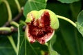 Fully open cracked ripe fig looking like monster attached to Fig tree or Ficus carica surrounded with branches and thick leaves