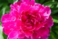 Fully open dark pink peony blossom Royalty Free Stock Photo