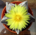 Flower, yellow, fully open, cactus Astrophytum Myriostigma.