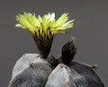 Flower, yellow, fully open, cactus Astrophytum Myriostigma.