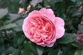 Fully open, gently pink with many shades lovely flower English rose plants Royalty Free Stock Photo